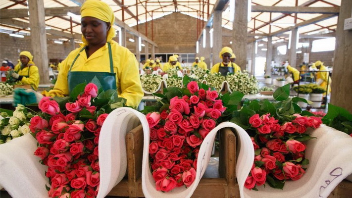 Доставка цветов из Голландии, Кении, Эквадора и Колумбии