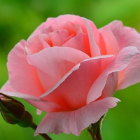 Харьковская роза