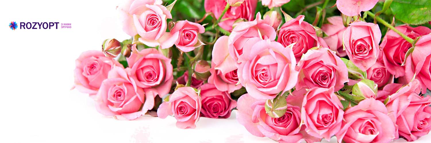 Розы оптом в Днепре по выгодным ценам от «RozyOpt»