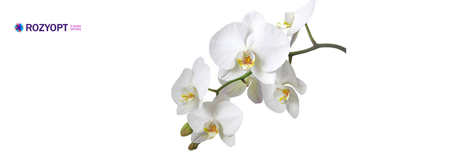 Орхидеи оптом в Полтаве 