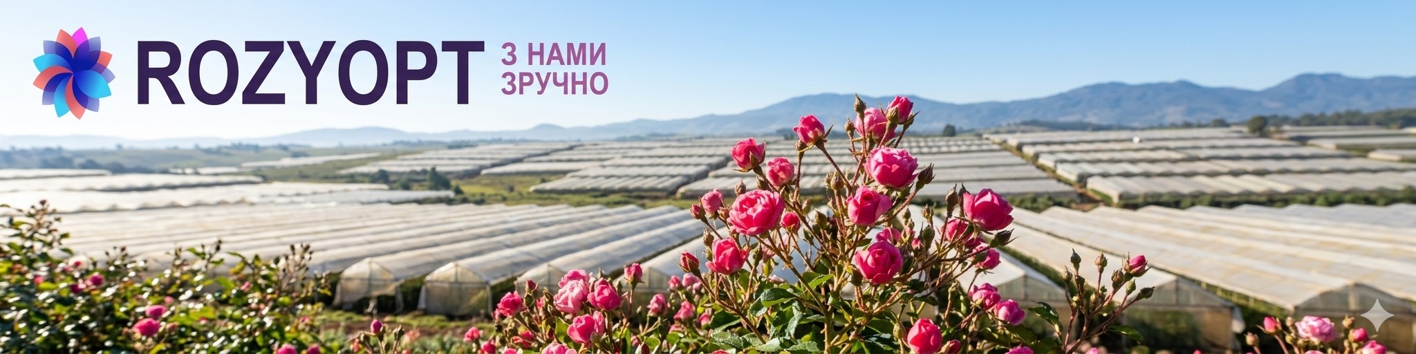 Уникальные особенности эквадорских роз